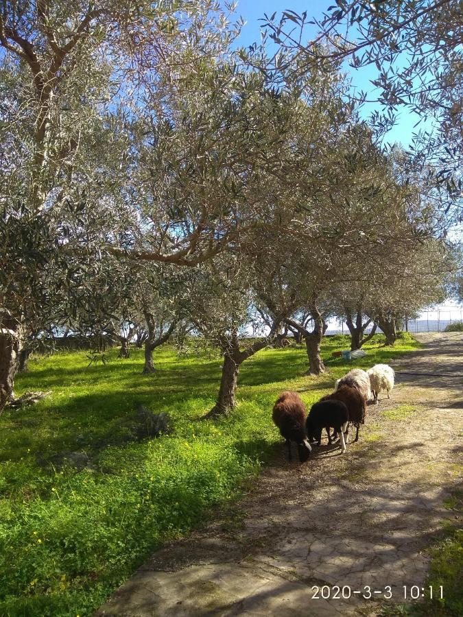 Ktima Tzamika Daire Episkopi-Chania Dış mekan fotoğraf