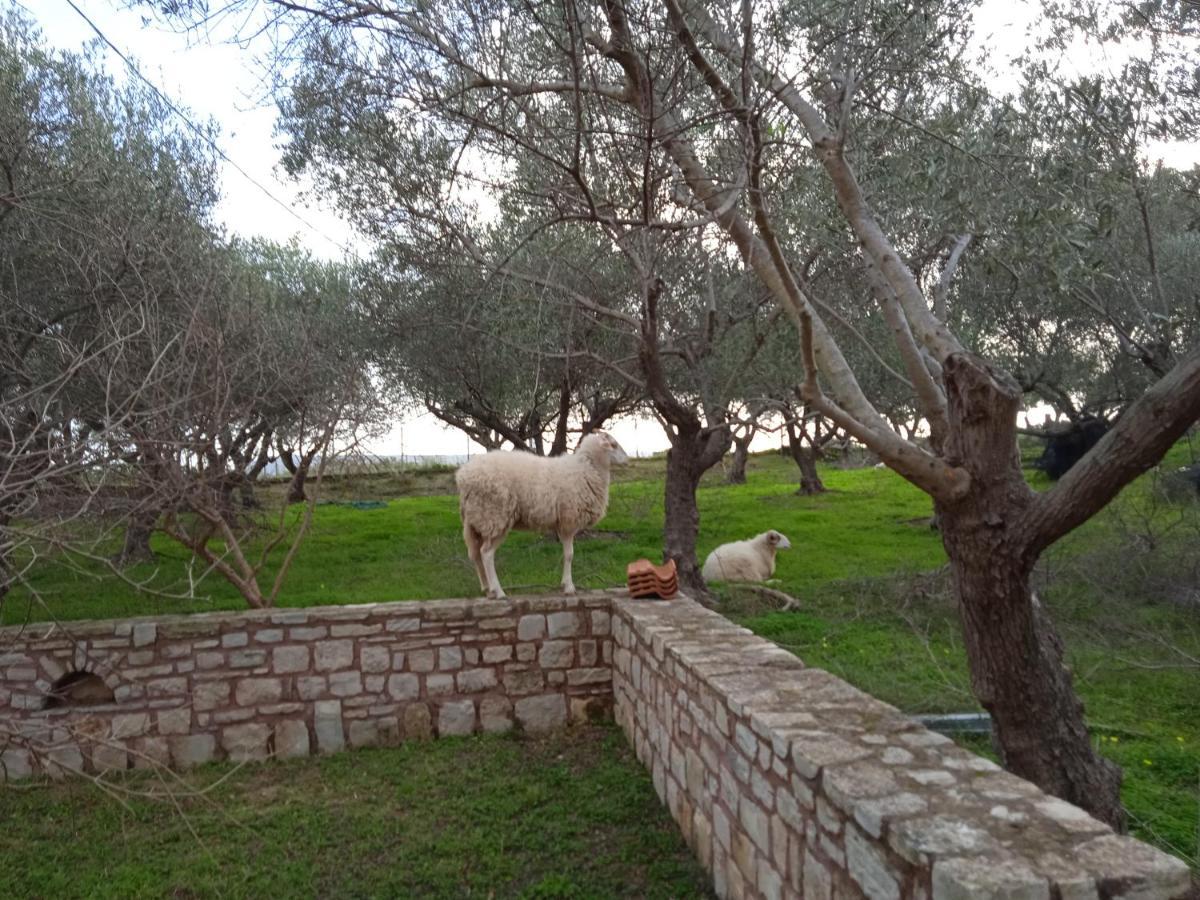 Ktima Tzamika Daire Episkopi-Chania Dış mekan fotoğraf
