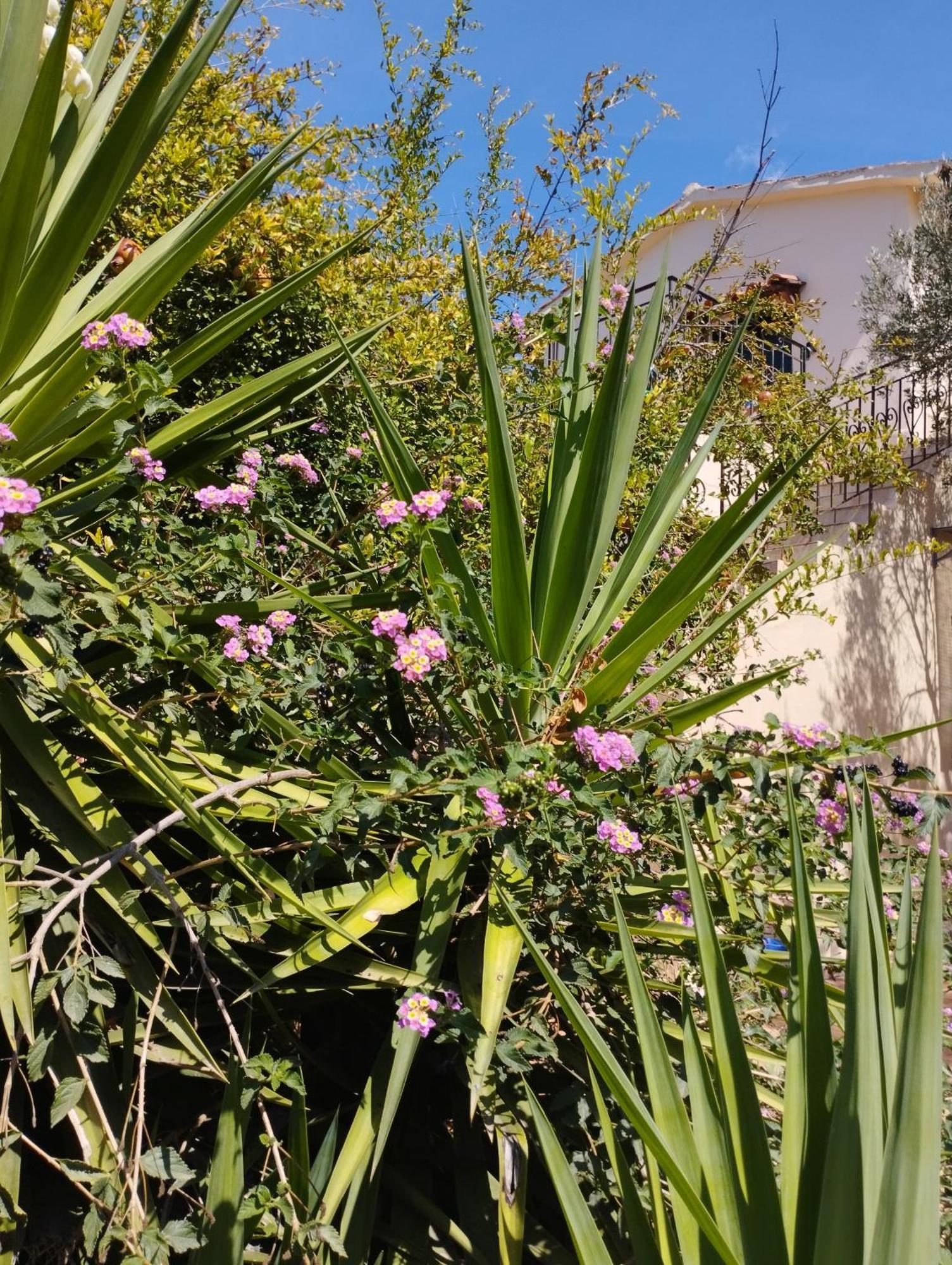 Ktima Tzamika Daire Episkopi-Chania Dış mekan fotoğraf